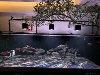 鱼缸哪个牌子好？鱼缸怎么选？最新款高性价比鱼缸品牌推荐及鱼缸选购指南