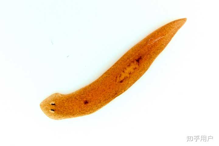 请问鱼缸里莫名产生的吸血虫一样的生物是什么？