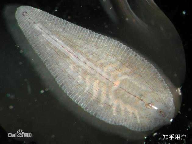 请问鱼缸里莫名产生的吸血虫一样的生物是什么？