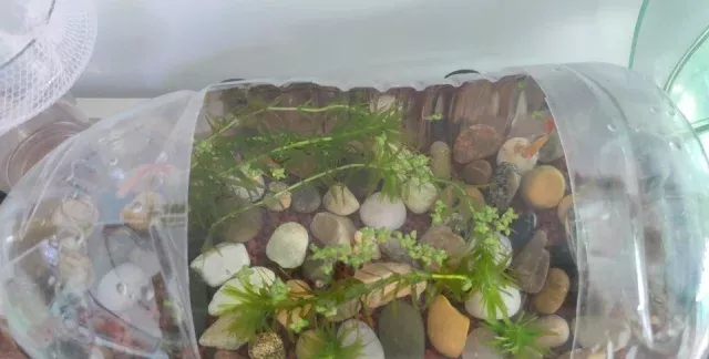 草缸观察日记｜迷你生态鱼缸材料清单和教程 
