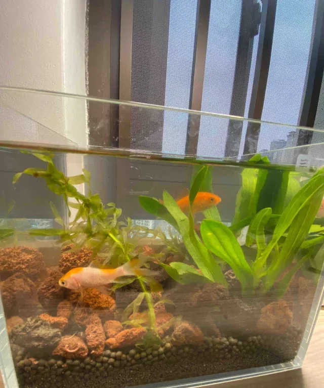草缸观察日记｜迷你生态鱼缸材料清单和教程 