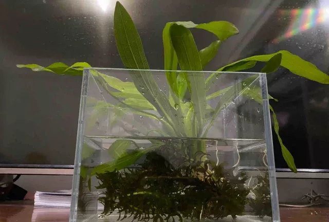 草缸观察日记｜迷你生态鱼缸材料清单和教程 