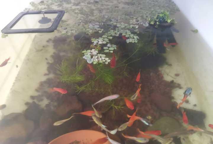 想在家里摆个鱼缸又懒得打理怎么办？