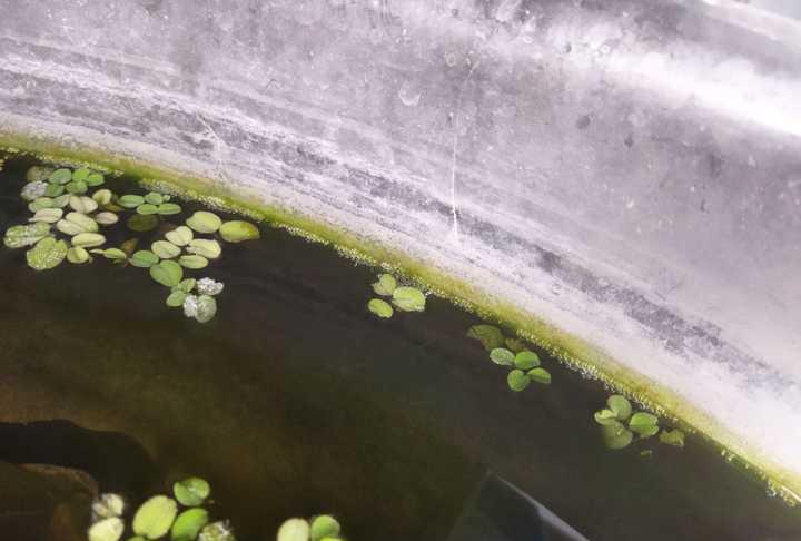 想在家里摆个鱼缸又懒得打理怎么办？