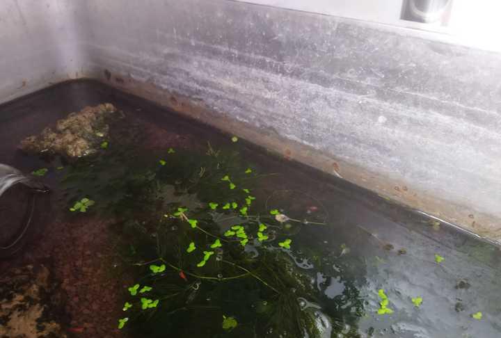 想在家里摆个鱼缸又懒得打理怎么办？