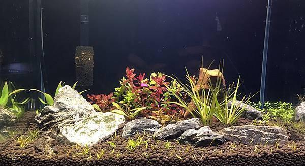 新手入门：从零开始的水草缸设缸教学！