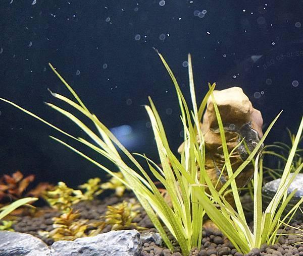 新手入门：从零开始的水草缸设缸教学！
