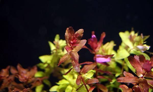 新手入门：从零开始的水草缸设缸教学！