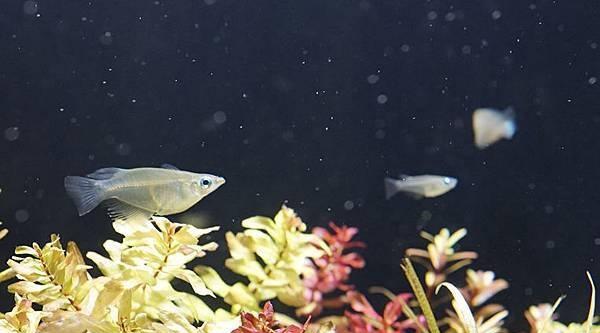 新手入门：从零开始的水草缸设缸教学！