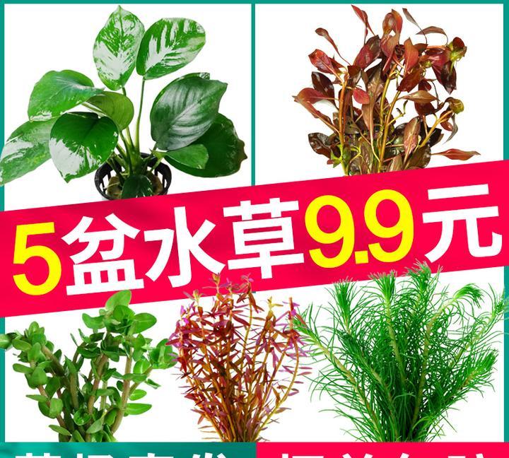 新手入门：从零开始的水草缸设缸教学！