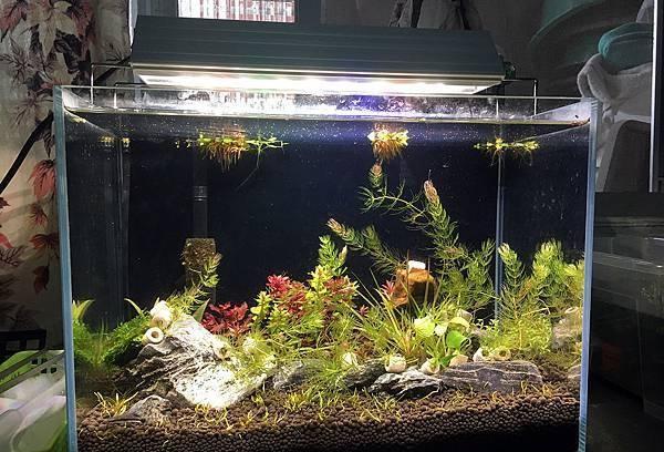 新手入门：从零开始的水草缸设缸教学！