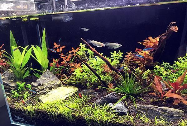新手入门：从零开始的水草缸设缸教学！