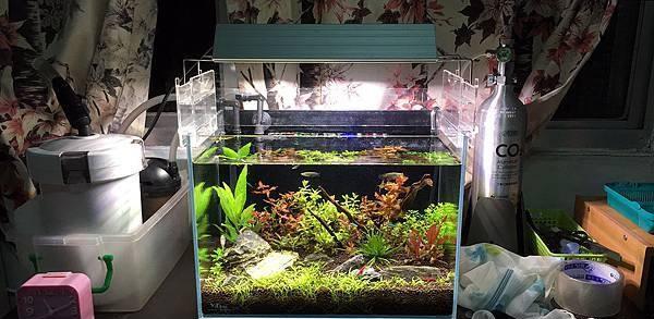 新手入门：从零开始的水草缸设缸教学！