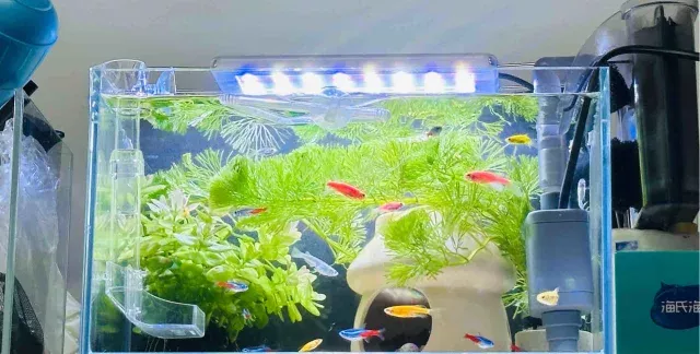 还能养点啥鱼啊 不吃虾的那种（更新） 