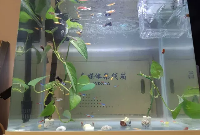 还能养点啥鱼啊 不吃虾的那种（更新） 