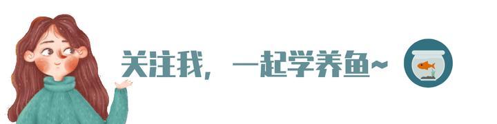 有没有看一眼就能让你迷住的鱼缸?