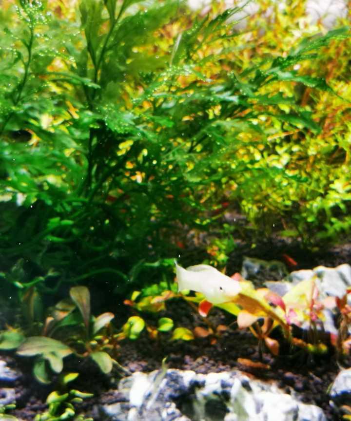 有没有看一眼就能让你迷住的鱼缸?