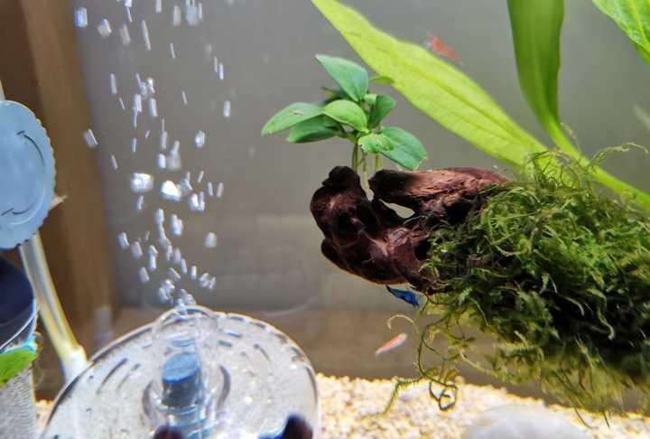 有没有看一眼就能让你迷住的鱼缸?