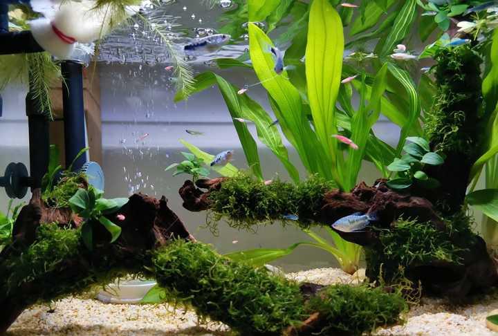 有没有看一眼就能让你迷住的鱼缸?