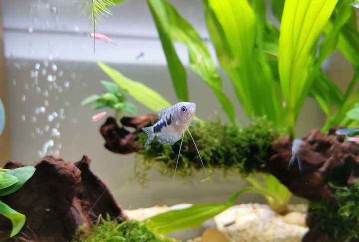 有没有看一眼就能让你迷住的鱼缸?