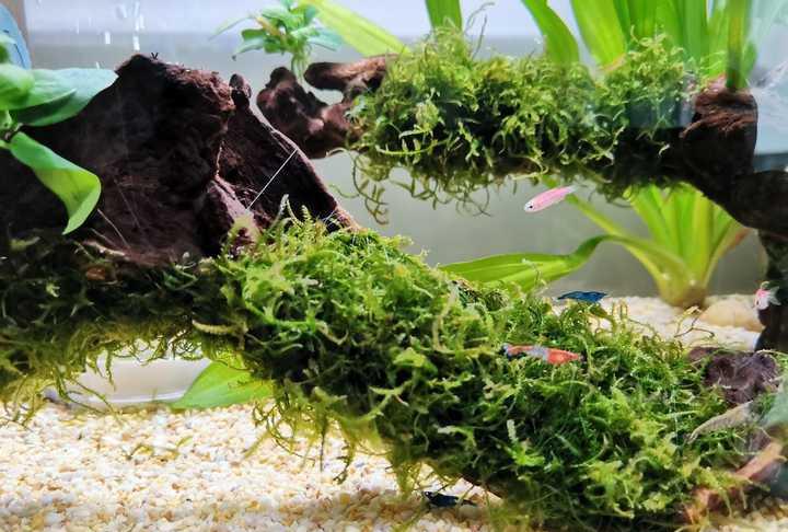 有没有看一眼就能让你迷住的鱼缸?