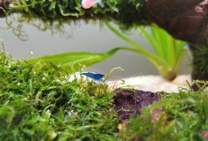 有没有看一眼就能让你迷住的鱼缸?