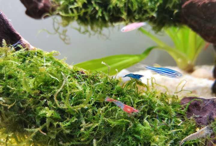 有没有看一眼就能让你迷住的鱼缸?