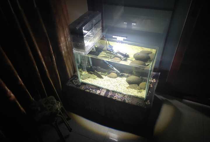 有没有看一眼就能让你迷住的鱼缸?