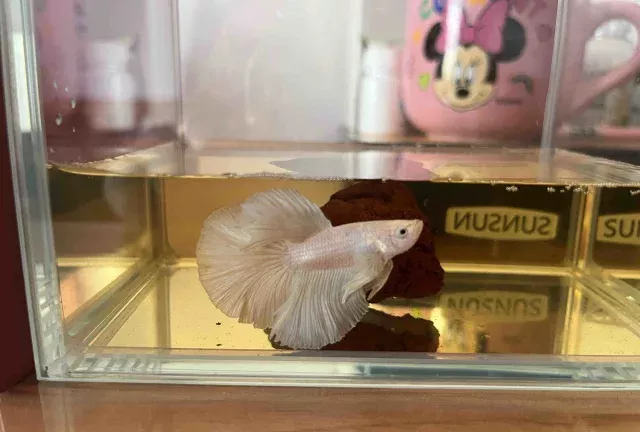 斗鱼用什么水养才好 