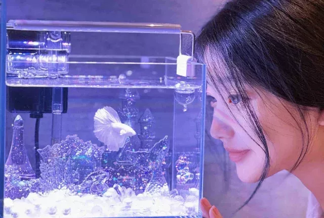 斗鱼用什么水养才好 