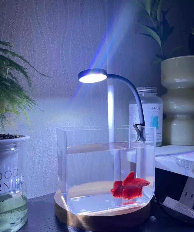 斗鱼用什么水养才好 