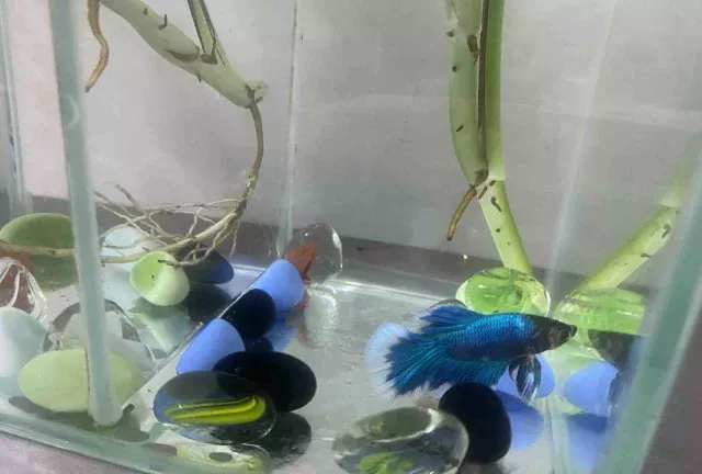 斗鱼用什么水养才好 