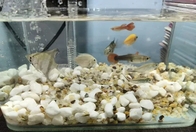 新手选热带观赏鱼，16种，不建议＆放心养 