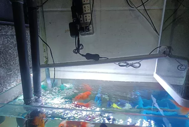 后悔当初没选大鱼缸！！！ 