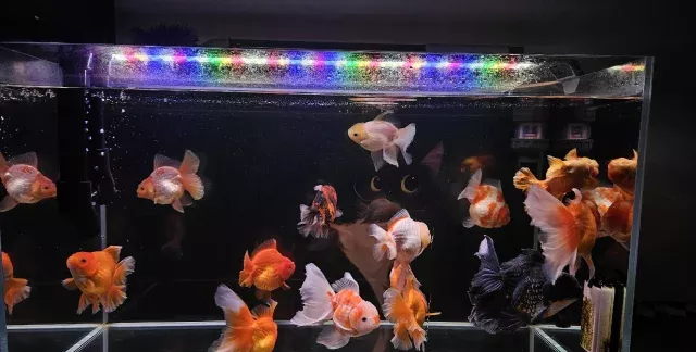 后悔当初没选大鱼缸！！！ 