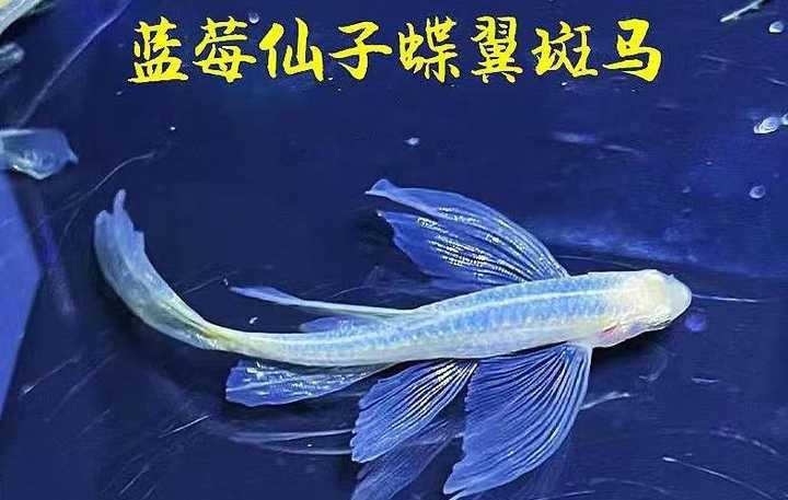 什么品种的鱼很好养？