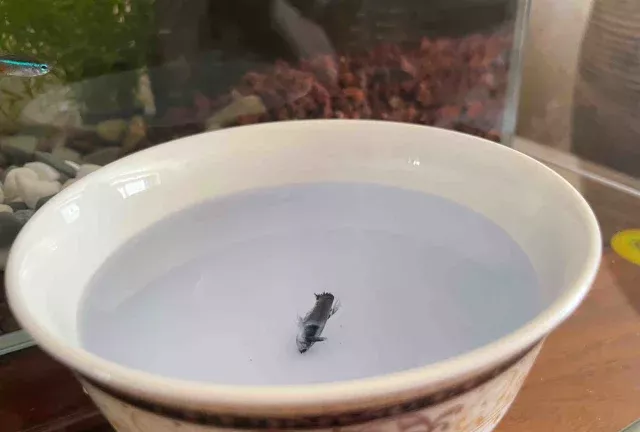 给新手朋友制作了实用的孔雀鱼状态图鉴 