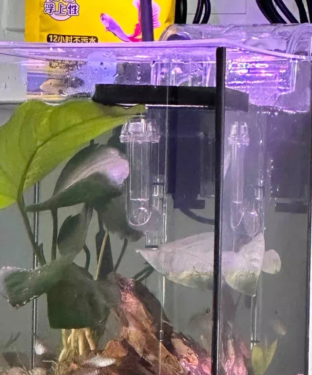 我觉得🐟🐟们被我养的很好 	 水清鱼靓～ 	 女生鱼缸就要五颜六色呀 	 #鱼缸造景 #我的萌宠 #桌面鱼缸 