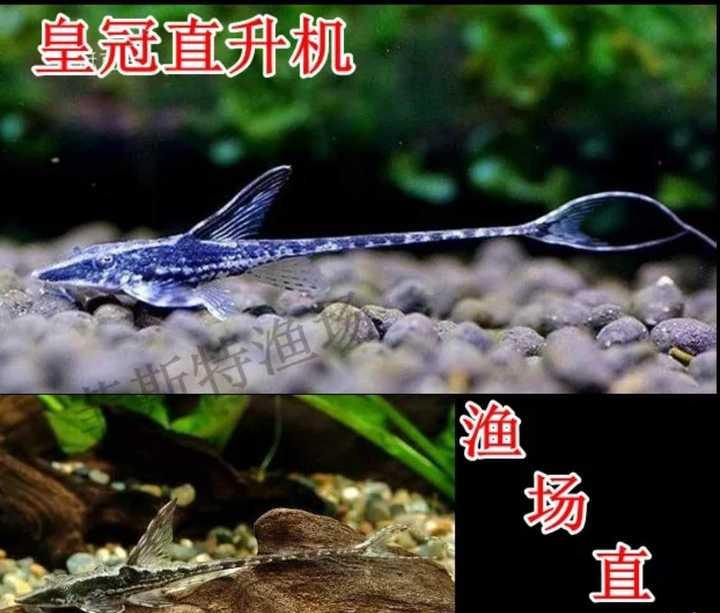 热带鱼，观赏鱼，新手入坑？
