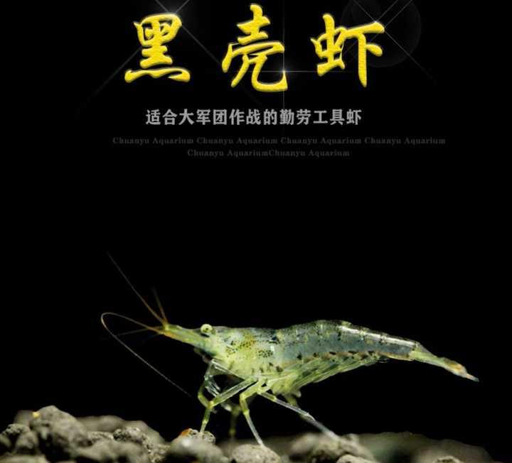养的热带鱼每天都在死亡 求大神指点?