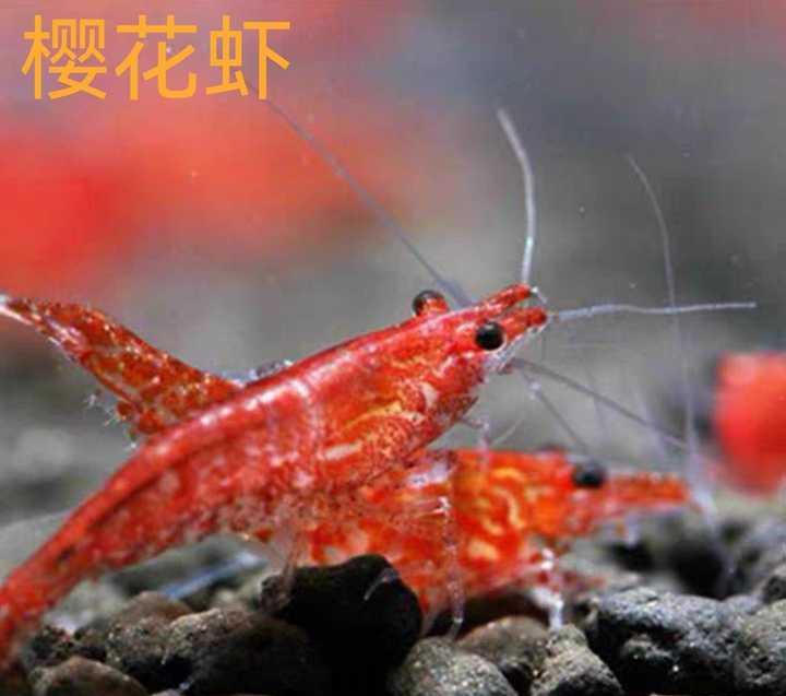 养的热带鱼每天都在死亡 求大神指点?