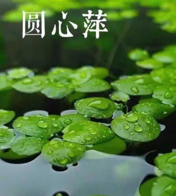 养的热带鱼每天都在死亡 求大神指点?