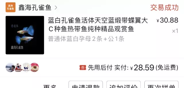 我宣布！孔雀鱼就是最好养的！！！ 