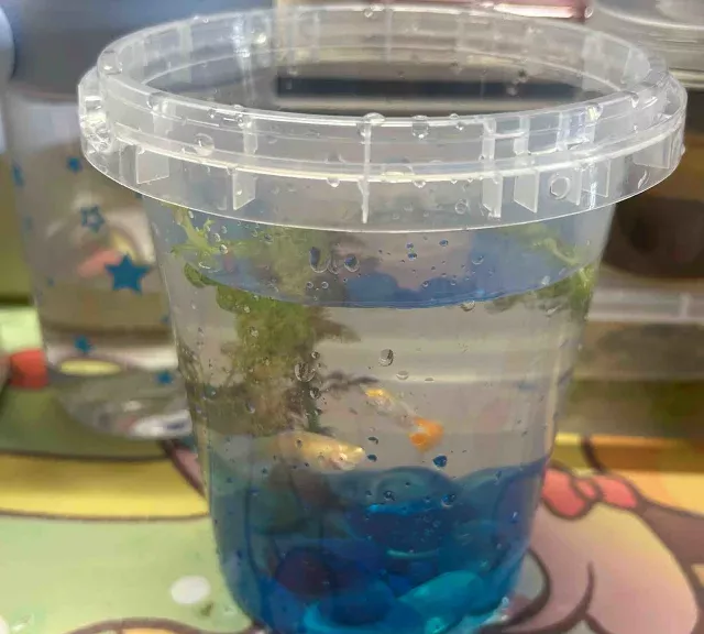 在宿舍养小鱼 