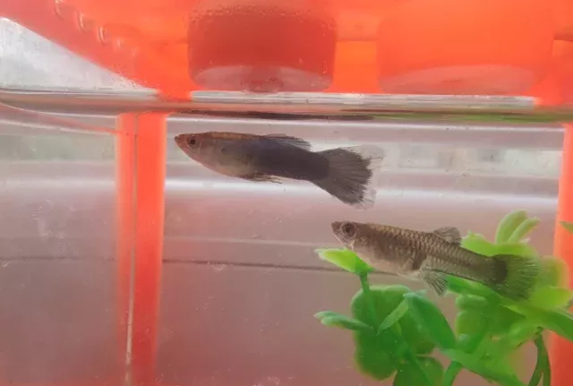 一张图告诉你，孔雀鱼的状态怎么看？ 