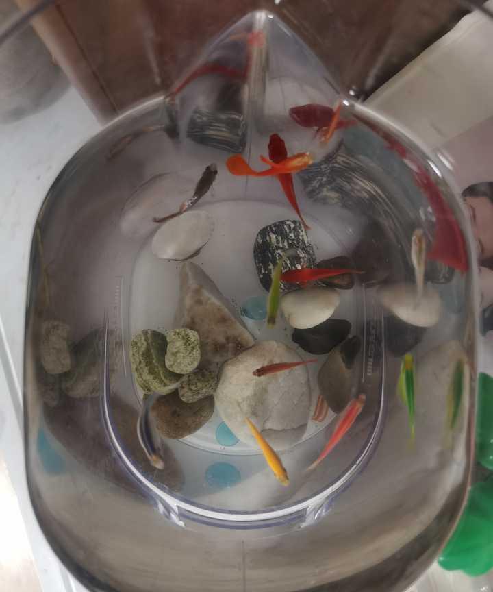 孔雀鱼和斑马鱼哪个更好养？为什么？