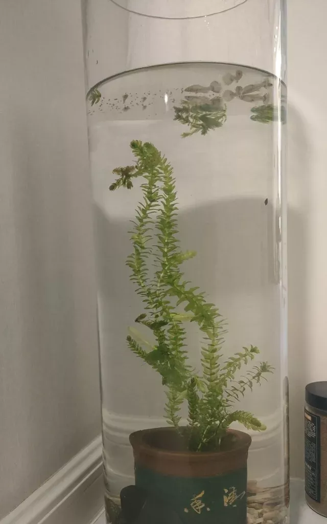 看看你的鱼缸 