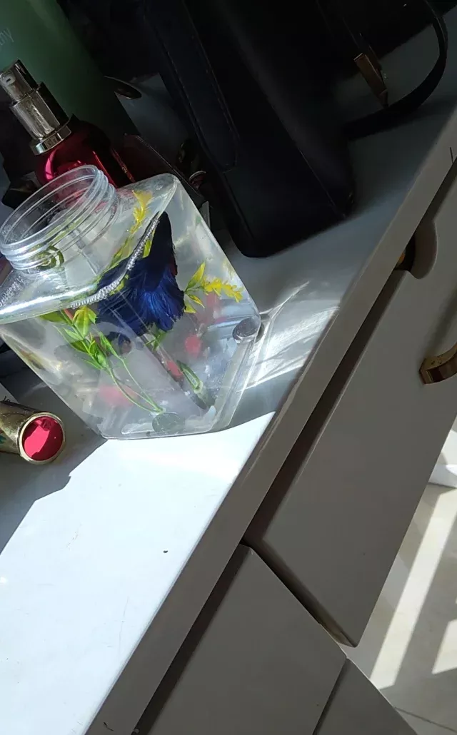 孔雀鱼养不死的小窍门 