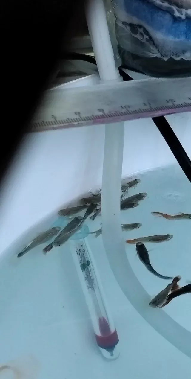 孔雀鱼养不死的小窍门 