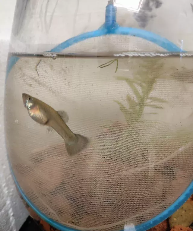 孔雀鱼养不死的小窍门 